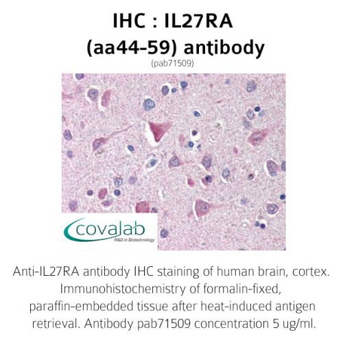 IL27RA (aa44-59) antibody