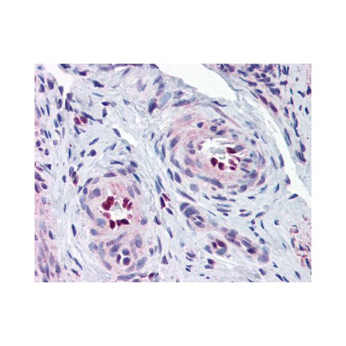 IL-33 (Internal) antibody
