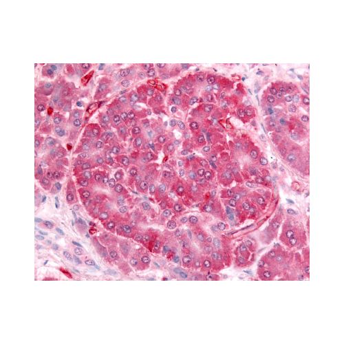 Insulin Receptor (Internal) antibody