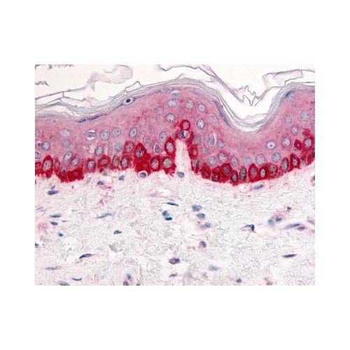 Integrin Beta 1 (Extracellular Domain) antibody