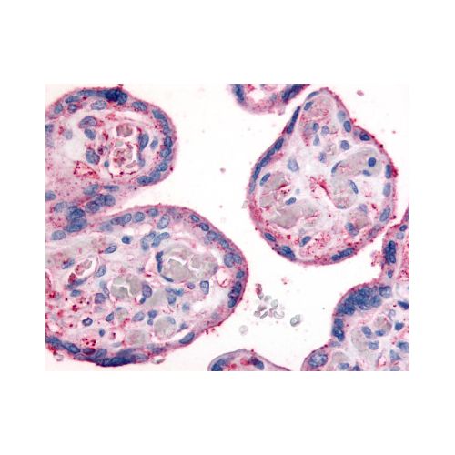 Integrin Beta 1 (Extracellular Domain) antibody