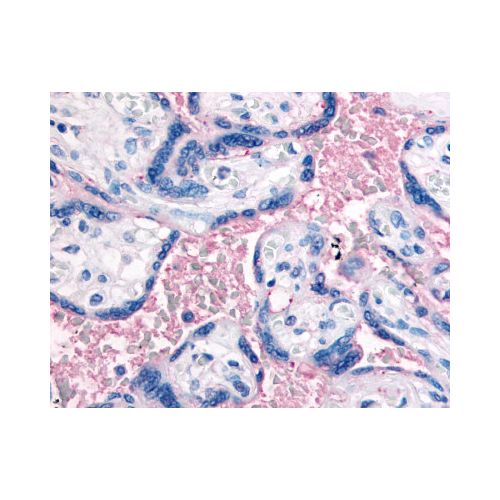 Integrin Beta 3 (N-Terminus) antibody