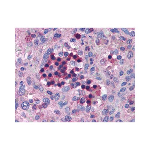 IRF7 (Internal) antibody