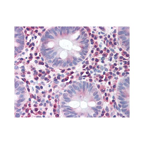 IRGM (Internal) antibody