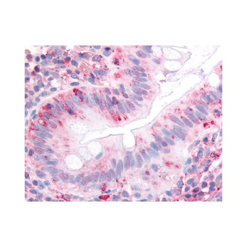 ITGA2 / CD49b (Extracellular Domain) antibody