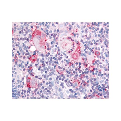 ITGA2 / CD49b (Extracellular Domain) antibody