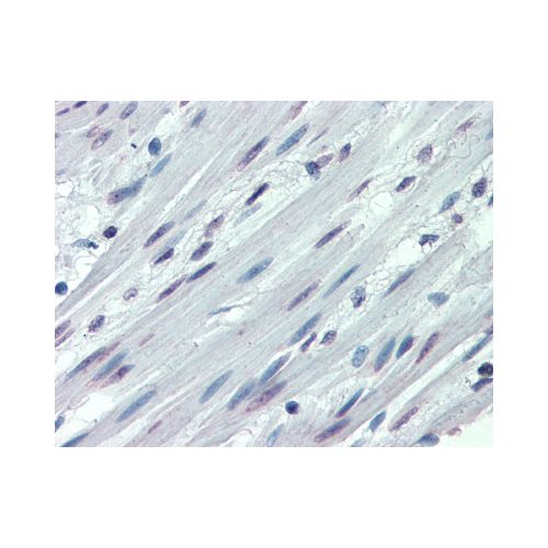 ITGA3 / CD49c (N-Terminus) antibody