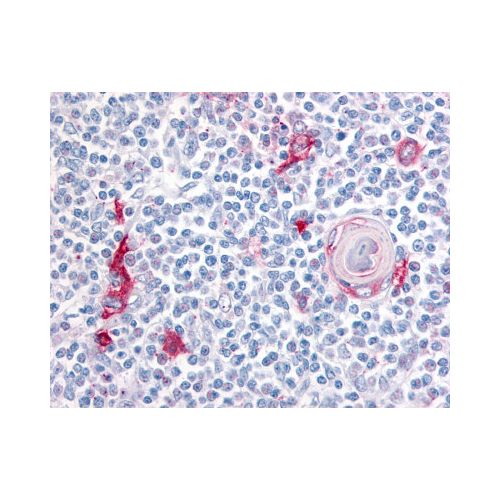 ITGA4 / Integrin Alpha 4 (C-Terminus) antibody