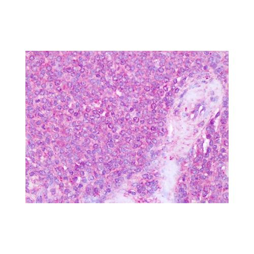 ITGA4 / Integrin Alpha 4 (Internal) antibody
