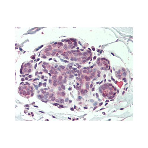 ITGA6 / CD49f (N-Terminus) antibody