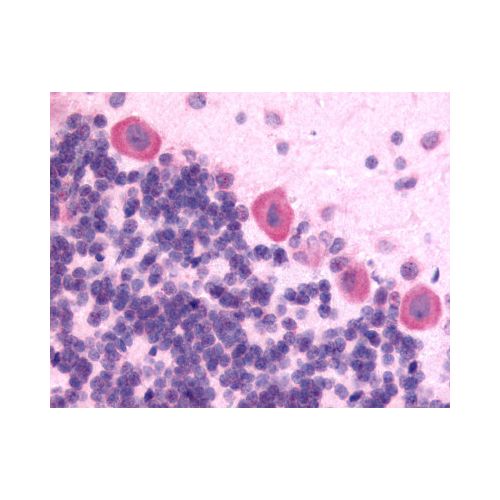 Kappa Opioid Receptor (C-Terminus) antibody