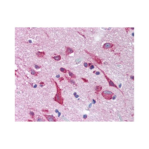 KCNH2 / Kv11.1 (Internal) antibody