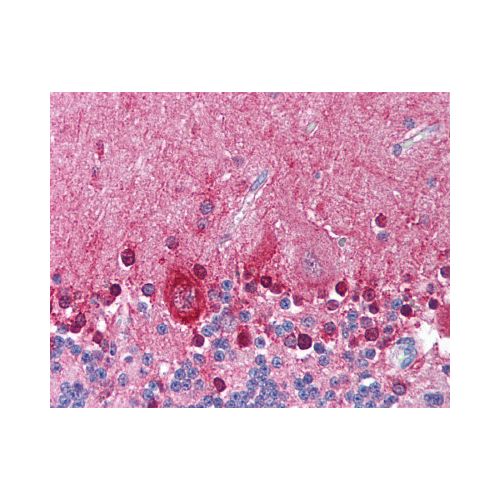 KCNMA1 (Internal) antibody