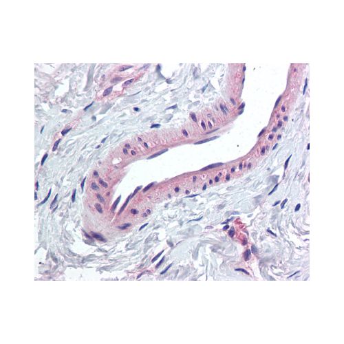 KCNMA1 (Internal) antibody