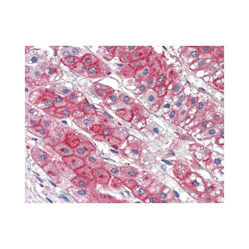 KIAA1324 (Internal) antibody