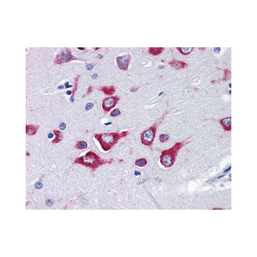 KIF5A (Internal) antibody