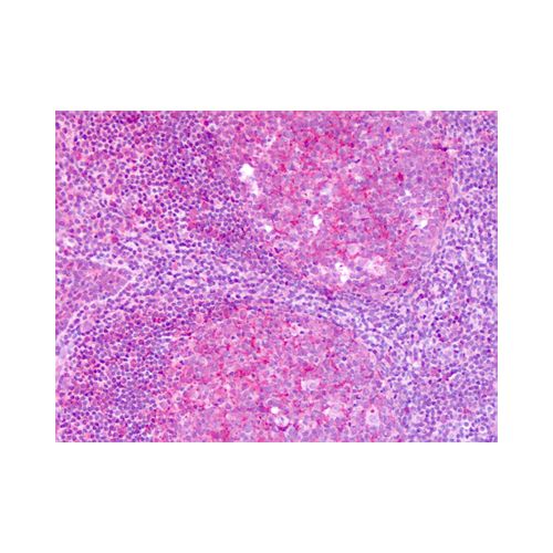 KISS1R / GPR54 (C-Terminus) antibody