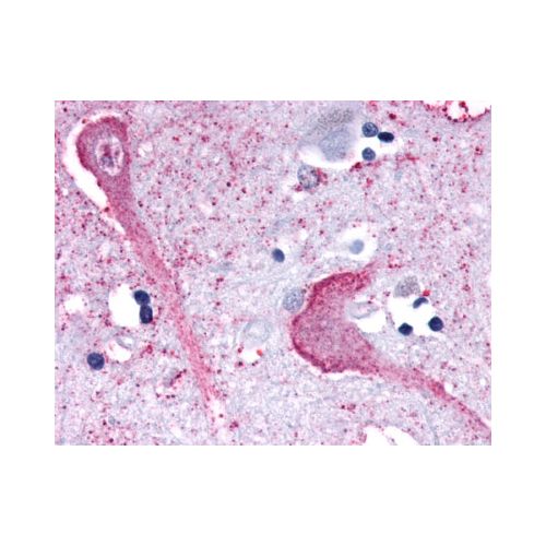 KISS1R / GPR54 (N-Terminus) antibody