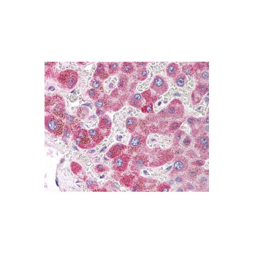 LAMP1 (Internal) antibody