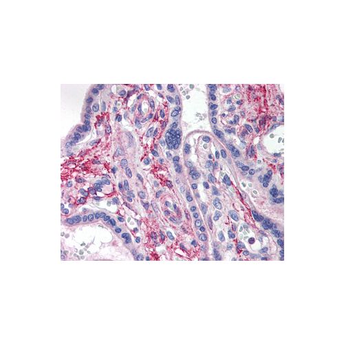 LAMP2 (Internal) antibody