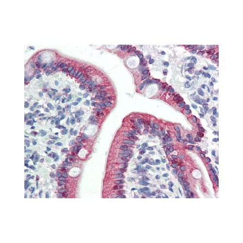 LASS5 (C-Terminus) antibody