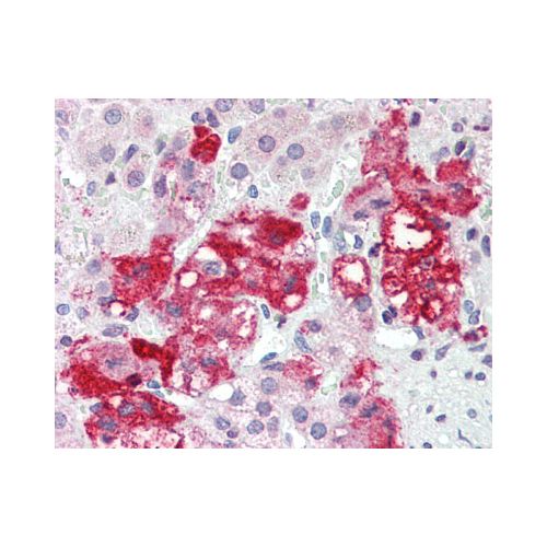 LASS6 (N-Terminus) antibody