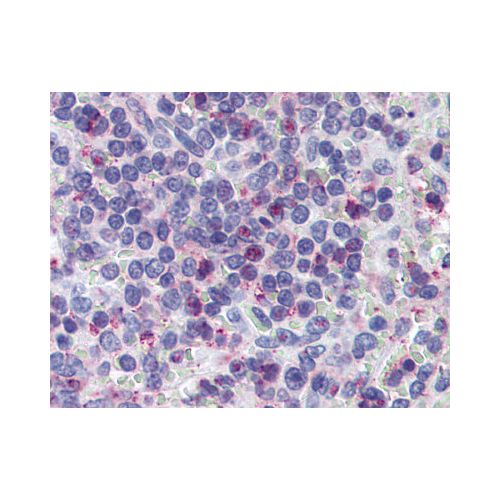 Leukotriene B4 Receptor (Cytoplasmic Domain) antibody