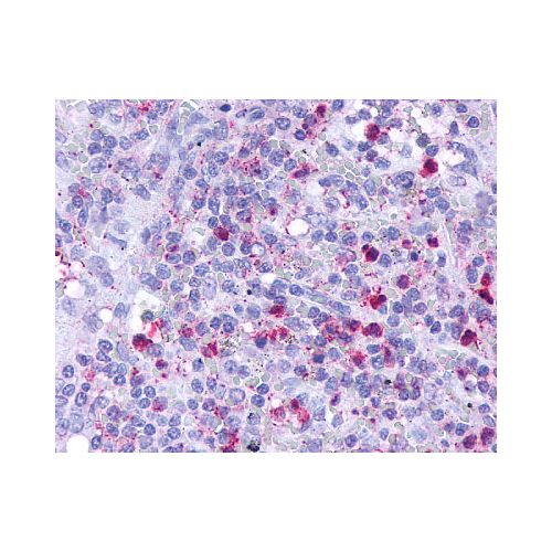 IHC : Leukotriene B4 Receptor (Cytoplasmic Domain) antibody<br/>(pab71615)<br/>Anti-Leukotriene B4 Receptor antibody IHC of human spleen, red pulp. Immunohistochemistry of formalin-fixed, paraffin-embedded tissue after heat-induced antigen retrieval.