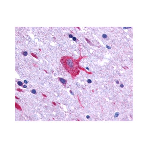 LGR4 (C-Terminus) antibody