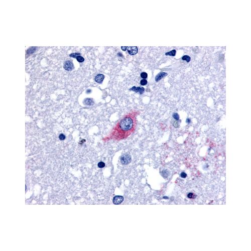 LGR4 (Cytoplasmic Domain) antibody