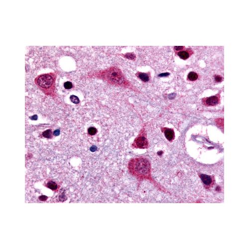 LGR4 (N-Terminus) antibody