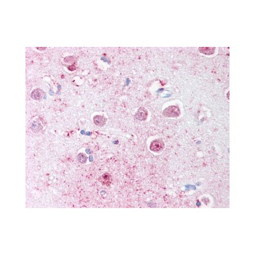 LINGO1 (C-Terminus) antibody