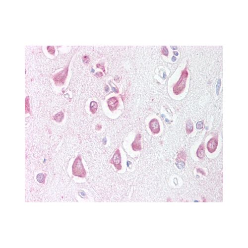 LINGO1 (Internal) antibody