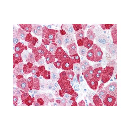 LOXL2 (Internal) antibody