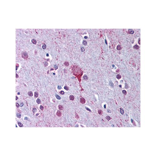 LPAR4 / GPR23 (C-Terminus) antibody