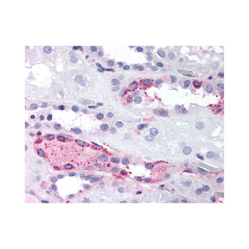 LPAR4 / GPR23 (C-Terminus) antibody