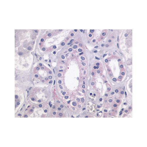 LPAR4 / GPR23 (Cytoplasmic Domain) antibody