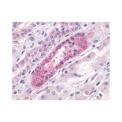 LPAR4 / GPR23 (N-Terminus) antibody