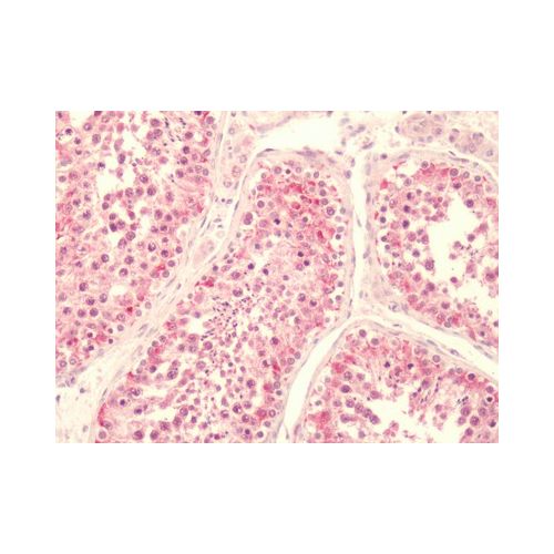 LPAR5 / GPR92 (C-Terminus) antibody