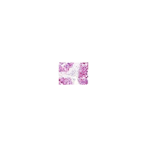 LPAR5 / GPR92 (Cytoplasmic Domain) antibody