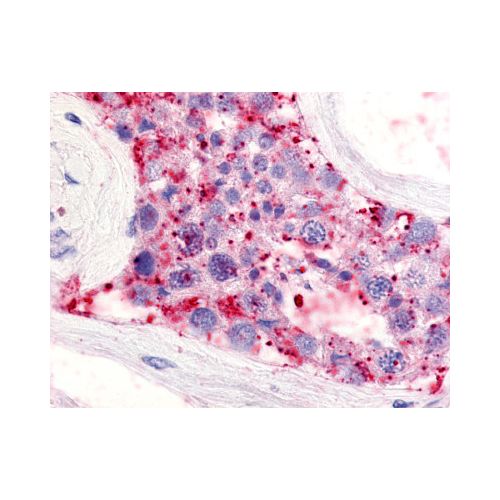 LPAR5 / GPR92 (Extracellular Domain) antibody