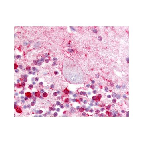 LPAR5 / GPR92 (Extracellular Domain) antibody