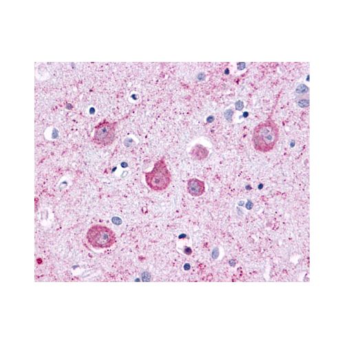 LPHN2 (C-Terminus) antibody