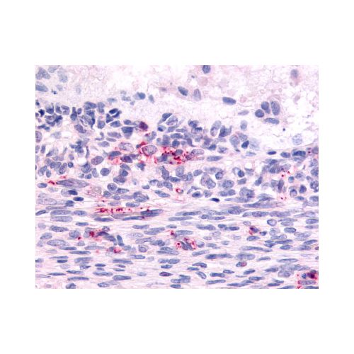 LPHN2 (N-Terminus) antibody