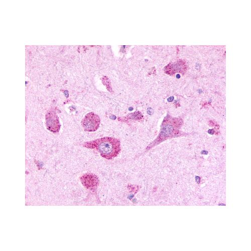 LPHN3 (C-Terminus) antibody