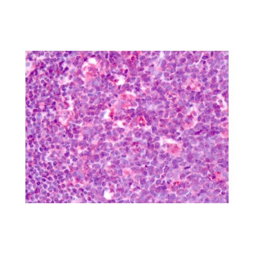 LPHN3 (C-Terminus) antibody