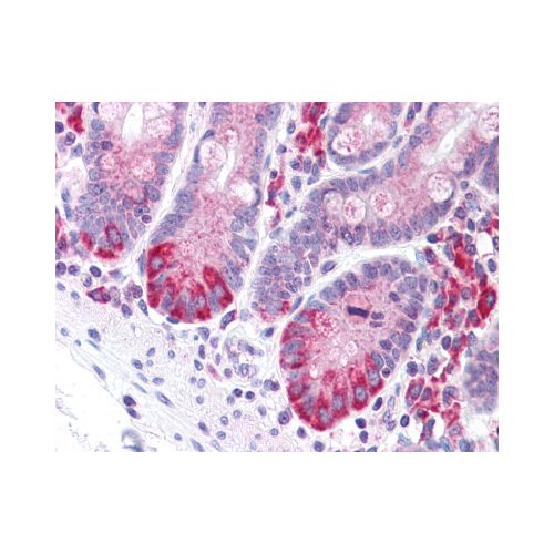 LRRN4 / C20orf75 (C-Terminus) antibody
