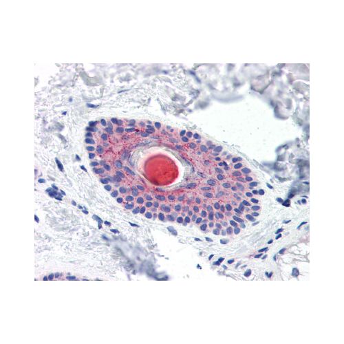 LYPD3 (C-Terminus) antibody