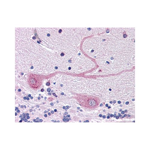 MANF / ARMET (C-Terminus) antibody