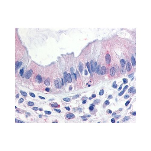 MAP3K8 (N-Terminus) antibody
